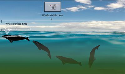 Drone Up! Quantifying Whale Behavior From a New Perspective Improves Observational Capacity